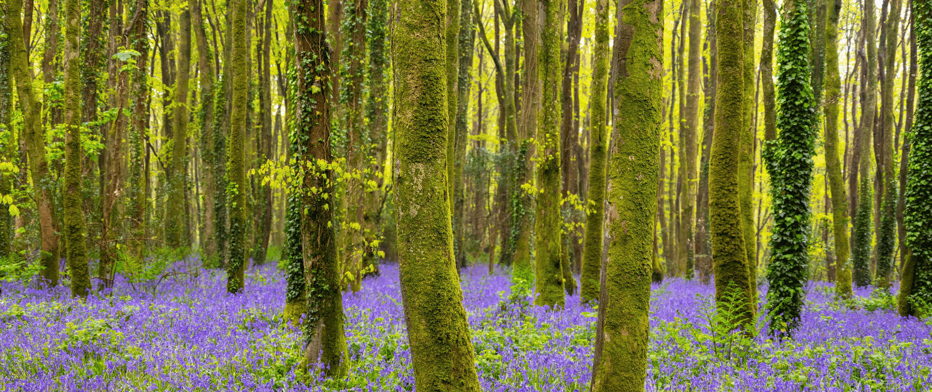 Corporate sustainability standards