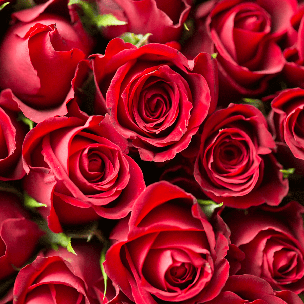Fairtrade-certified roses