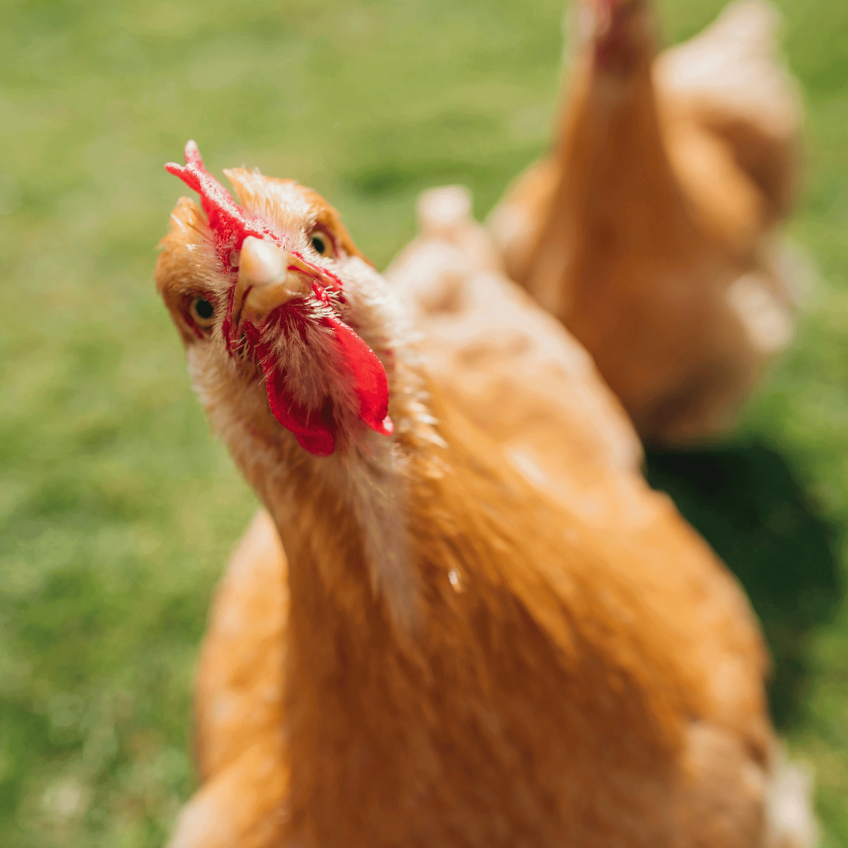French Hen