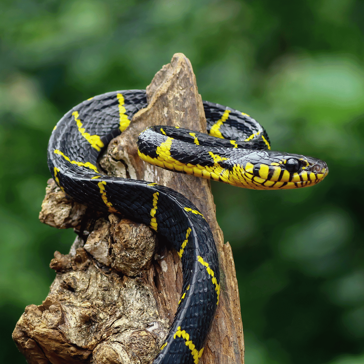 Gold Ringed Catsnake