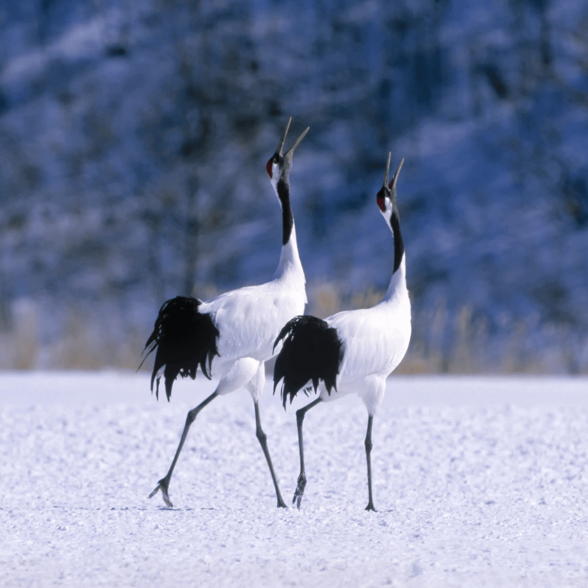 Japanese Cranes Dancing