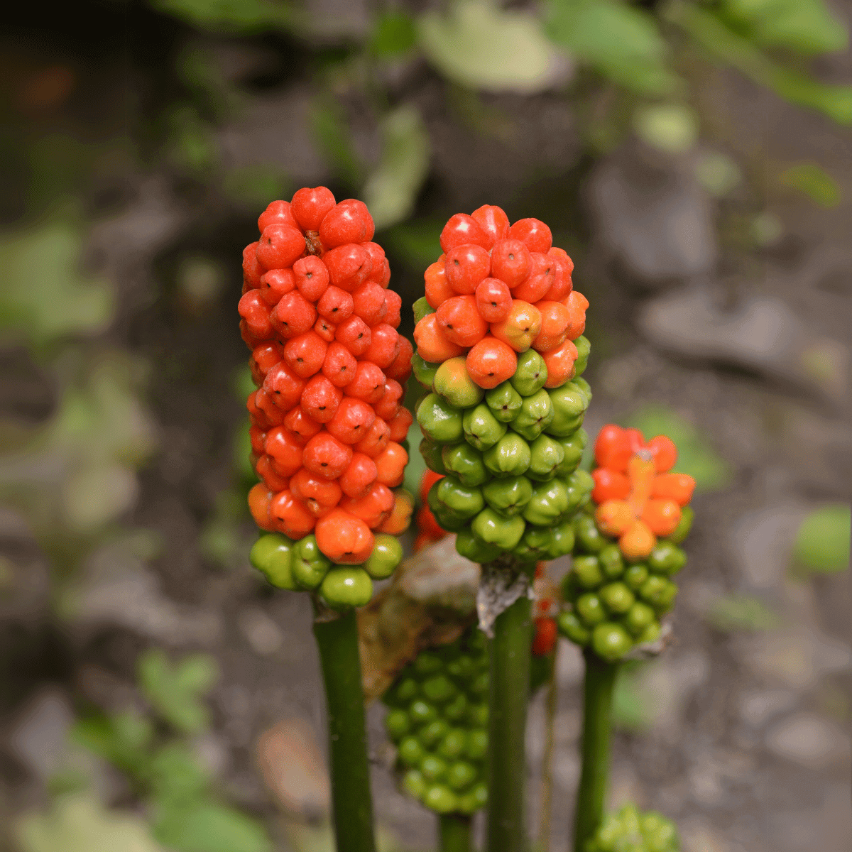 Lords and Ladies plant