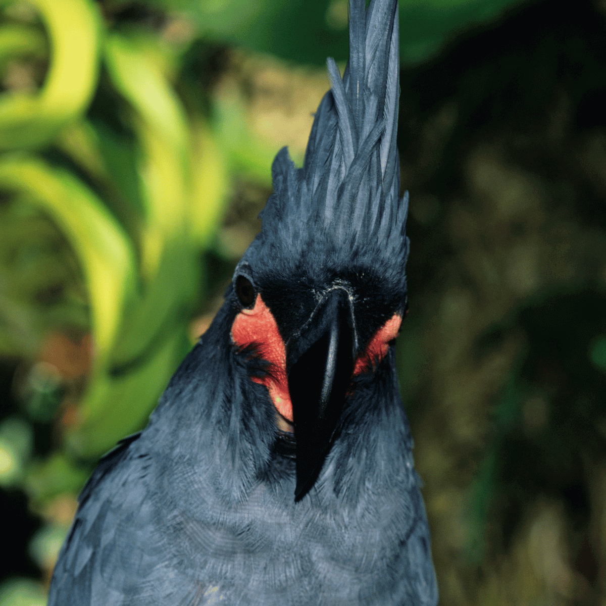 Palm Cockatoo