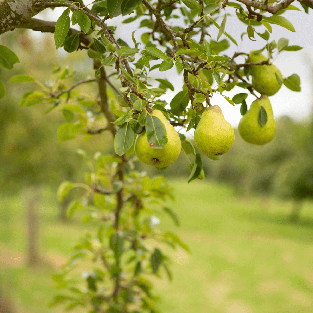 Pear Tree