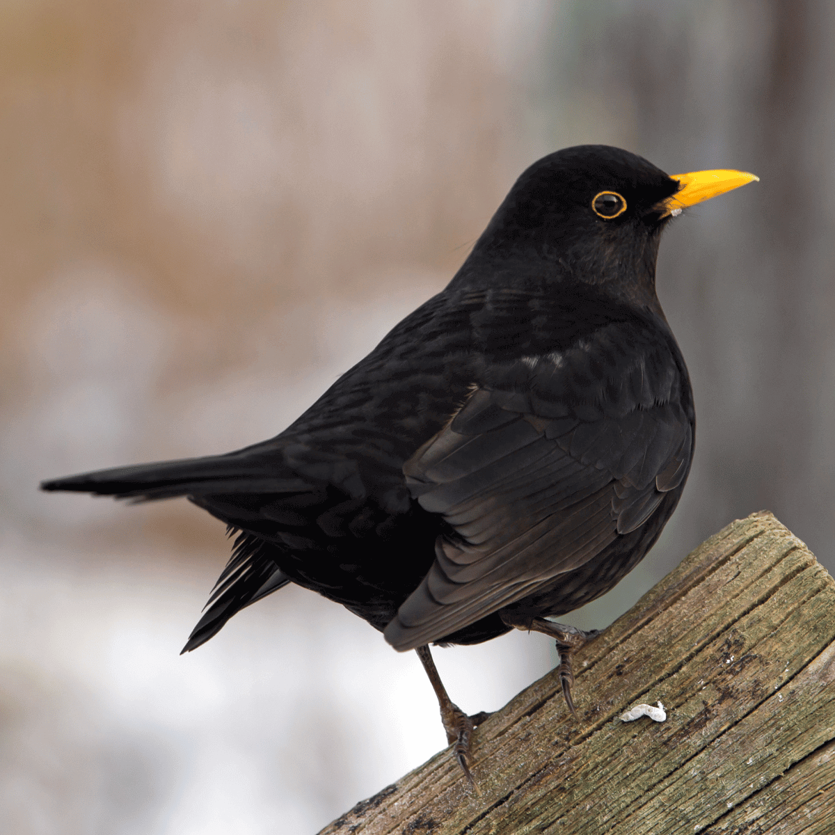 Blackbird singing