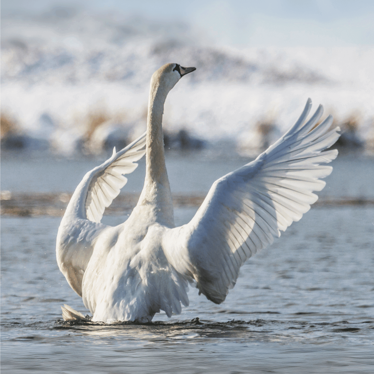 Swan
