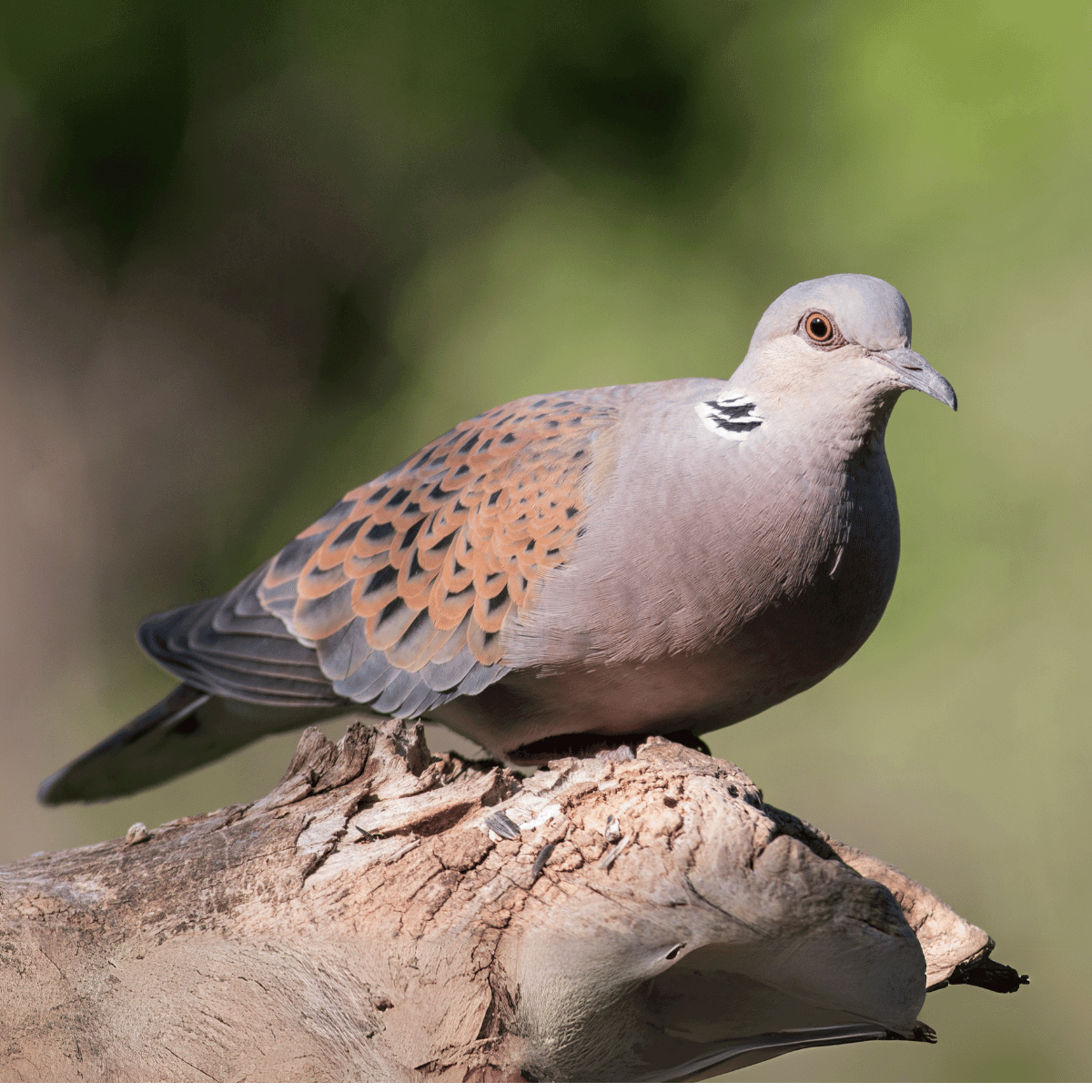 Turtle Dove