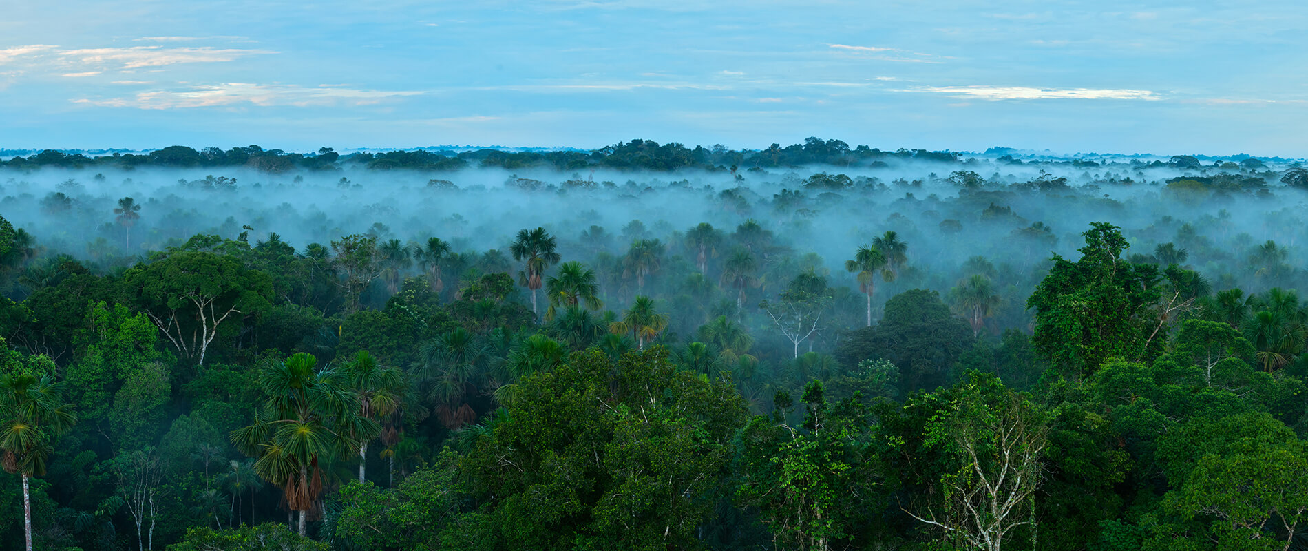 amazon rainforest, climate change
