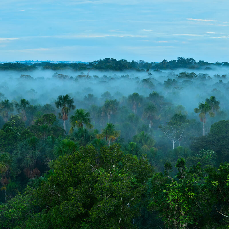 amazon rainforest, climate change
