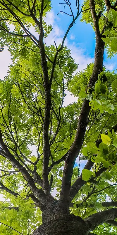 Tree canopy